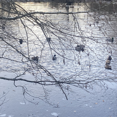 Tidevatnet lagar bølgjer i fjell og lukta av furu kan skapa regn